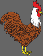 cockerel