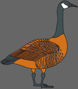 canada goose