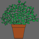 money plant