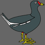 moorhen
