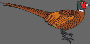 pheasant