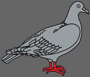 pigeon