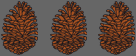 pine cones