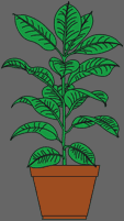 rubber plant