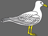 seagull